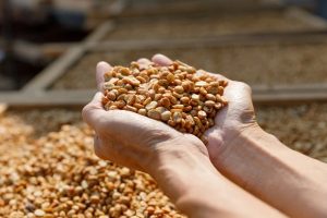 Cafe robusta Honey Nông Trang Cafe