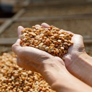 Cafe robusta Honey Nông Trang Cafe